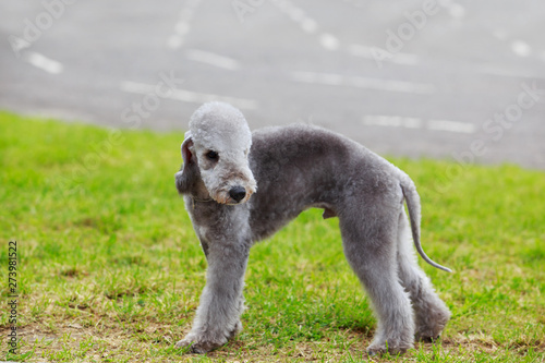 Dog breed Bedlington © deviddo