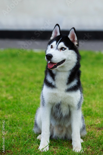 Dog breed Siberian husky