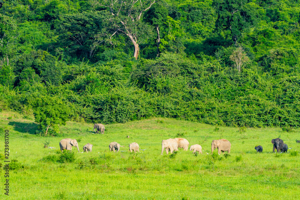 Group of wild elephants eating grass in the meadow