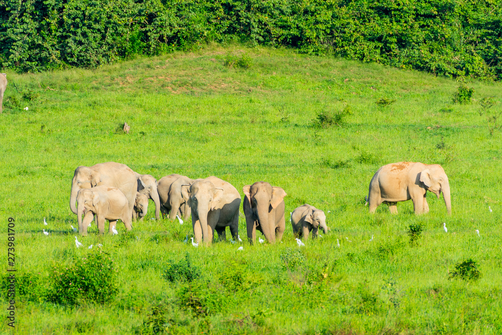 Group of wild elephants eating grass in the meadow