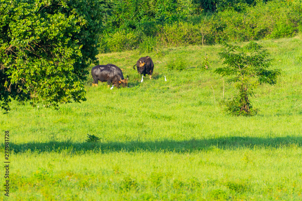 Group of wild bisons eating grass in the meadow