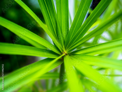 Texture of Green palm Leaf 001