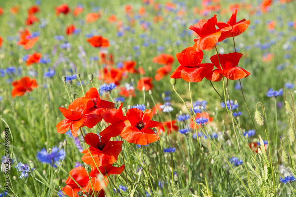 Naklejka premium A wonderful field of poppies 12