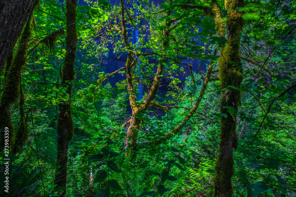 Beautiful Morning Hike to Latourell Falls on Columbia Gorge in Portland, Oregon Beautiful Morning Hike to Latourell Falls on Columbia Gorge in Portland, Oregon