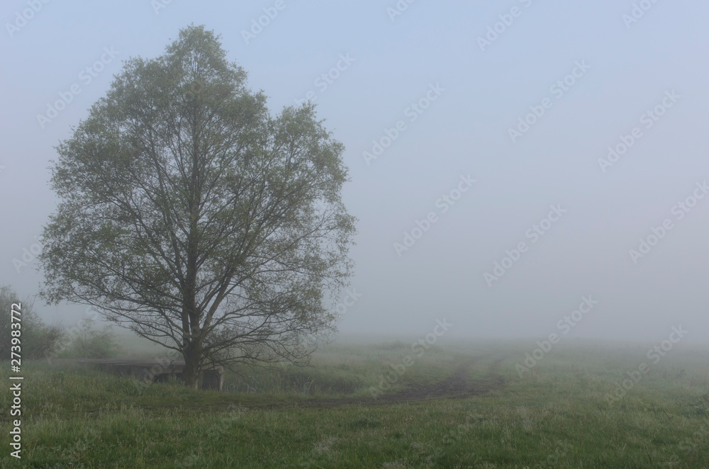 One Single Lonely Tree in a Foggy Farm Field in the Morning Haze and Mist One Single Lonely Tree in a Foggy Farm Field in the Morning Haze and Mist