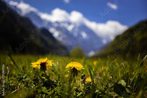 flowers in the mountains