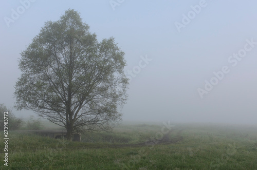 One Single Lonely Tree in a Foggy Farm Field in the Morning Haze and Mist