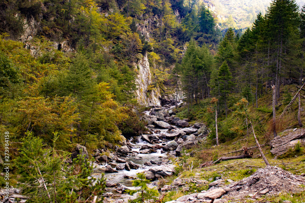 Obraz premium path in forest