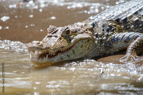 Alligator in Tortuguero National Park of Costa Rica