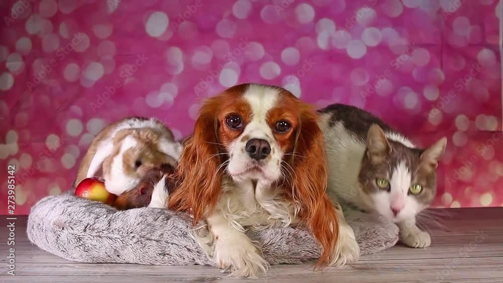 Cat with dog guinea pig cavy and rabbit lop animals together pet group animal friends