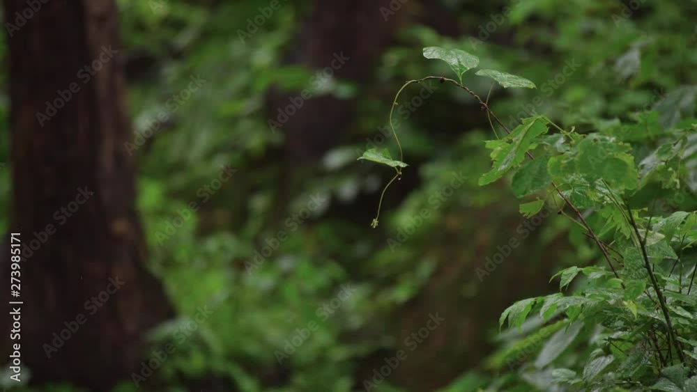 Rain in Himalayas. Rain in Himalayas Forest.A plant in Himalayas in forest ,during the rain, Upper Himalayas, Uttarakhand, India. Rain in Himalayas. Rain in Himalayas Forest.A plant in Himalayas in forest ,during the rain, Upper Himalayas, Uttarakhand, India.