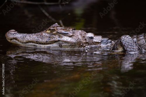Alligator in Tortuguero National Park of Costa Rica