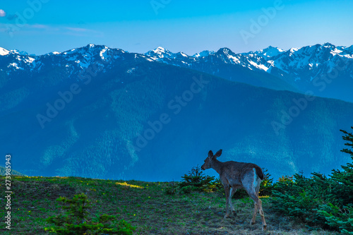 Beautiful Clear Skies Over the Mountain in Olympic National Park, Washington