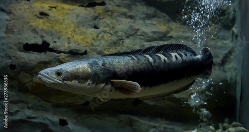Channa micropeltes fish in aquarium. Wildlife animal. photo