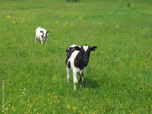 Calf on the field