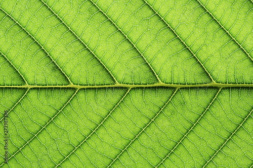 leaf vein abstract natural pattern background. diagonal stem line. green eco environmental and earth conservation concepts. photo