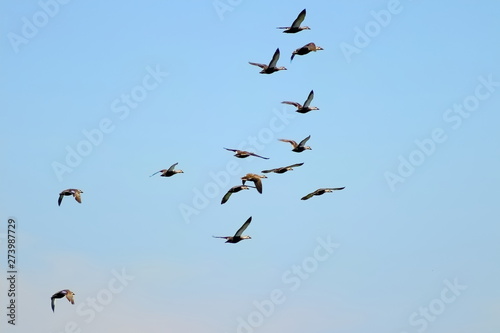 Flock of wild mallards flying in blue sky and clouds.