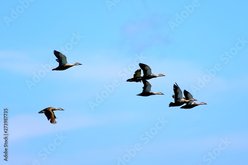 Flock of wild mallards flying in blue sky and clouds. © Nick Kashenko