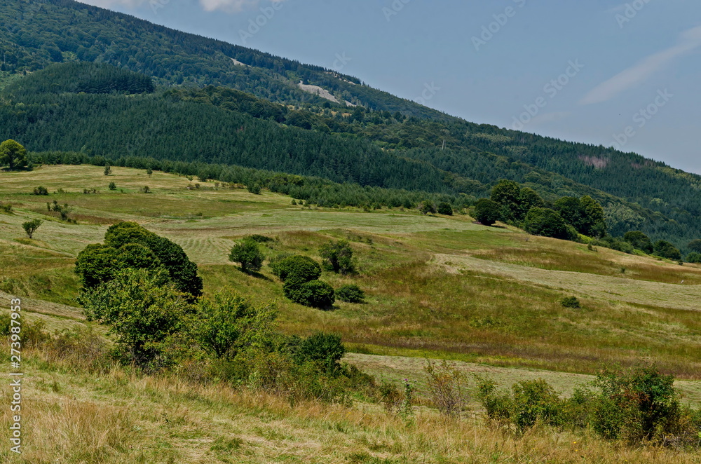 Summer green forest, single trees in the fresh glade with different grass blossom  wildflower, Vitosha mountain, Bulgaria 