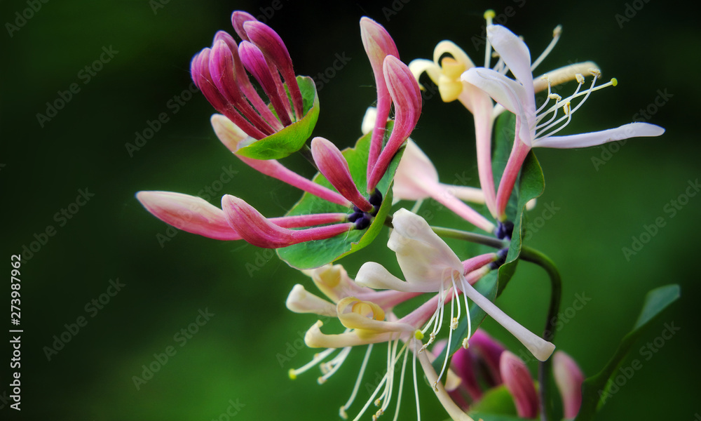 Fototapeta premium Honeysuckle bloom