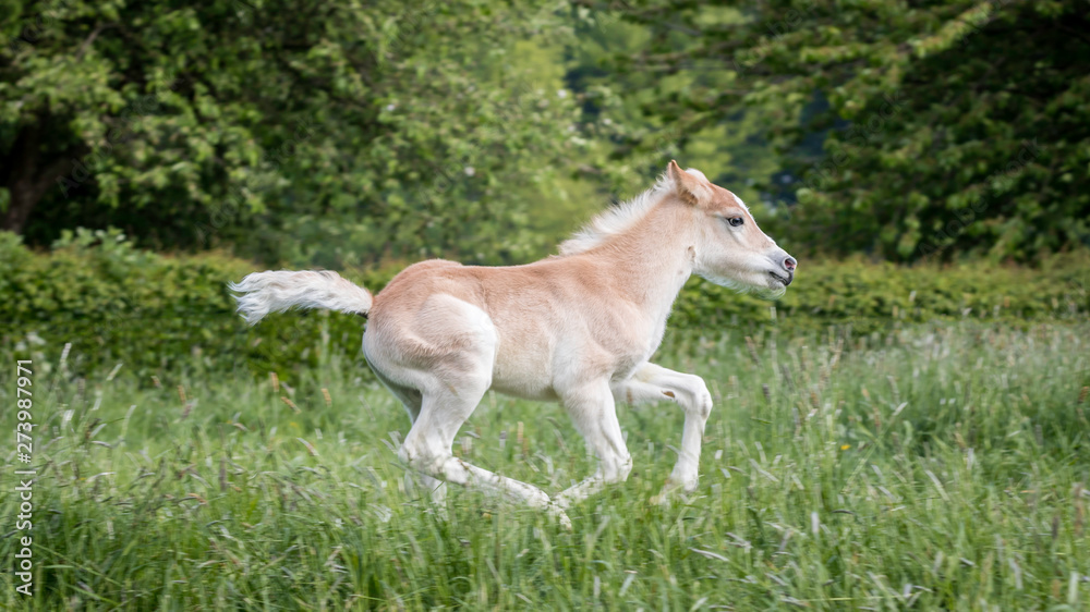 Haflinger-Fohlen im Galopp Haflinger-Fohlen im Galopp