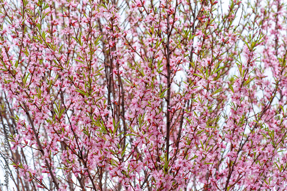 Pink almond flowers on the branches