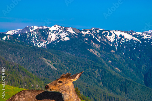 Beautiful Clear Skies Over the Mountain in Olympic National Park, Washington