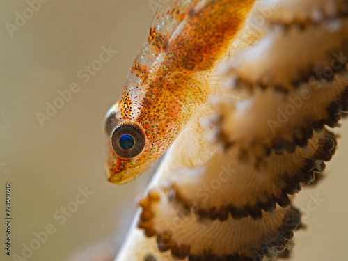 Underwater close-up photography of a coral goby on a sea pen (Pulau Bangka, North Sulawesi/Indoensia) photo