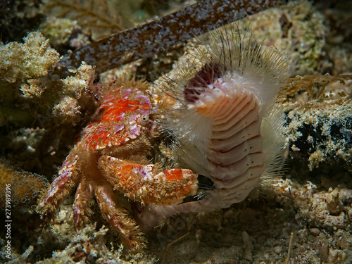Red hairy crab catches a fire worm (Divesite: Pulau Bangka, North Sulawesi/Indonesisa)
