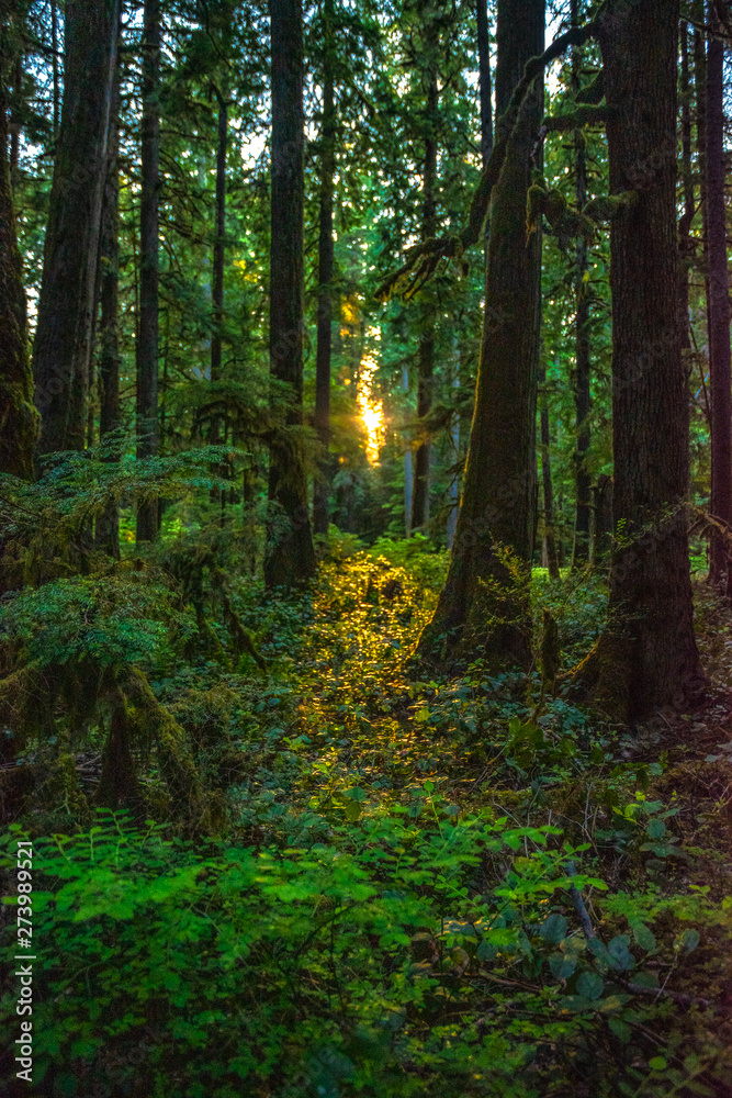 Beautiful Sunset Hike to Marymere Falls in Olympic National Park in Washington Beautiful Sunset Hike to Marymere Falls in Olympic National Park in Washington