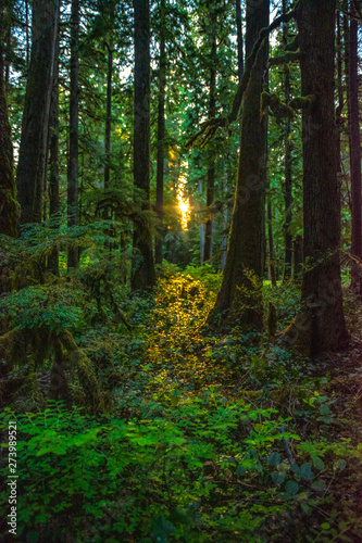 Beautiful Sunset Hike to Marymere Falls in Olympic National Park in Washington