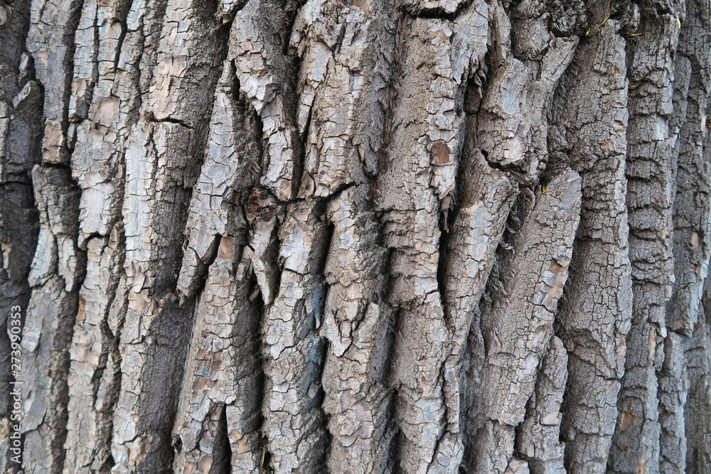 Detailed tree bark texture background. Poplar bark Detailed tree bark texture background. Poplar bark