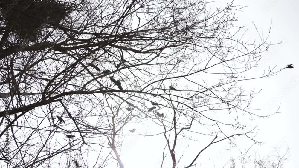 Silhouettes of flying crows over the nest. Cloudy weather. The sad scary picture. Silhouettes of flying crows over the nest. Cloudy weather. The sad scary picture.
