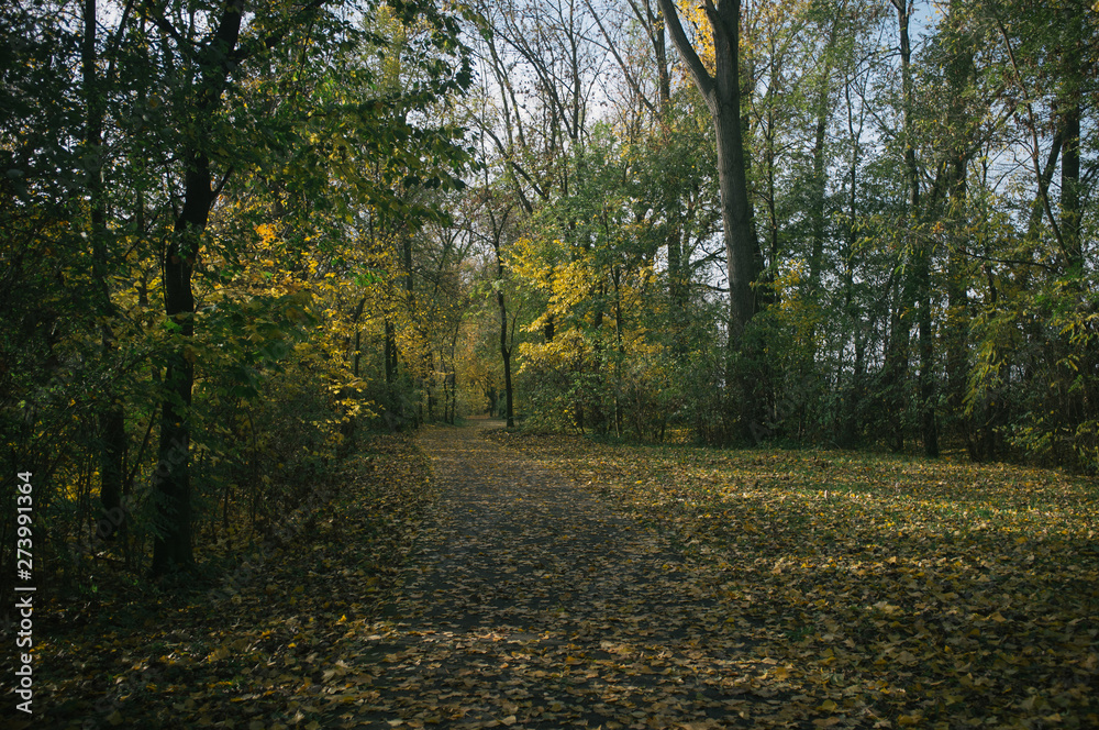 Autumn bike ride with climbing up in the valley covered with golden leaves