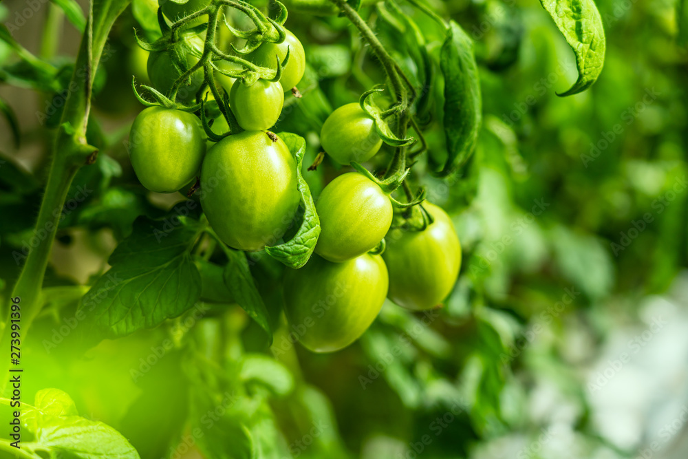 Fresh green tomatos in greenhouse.