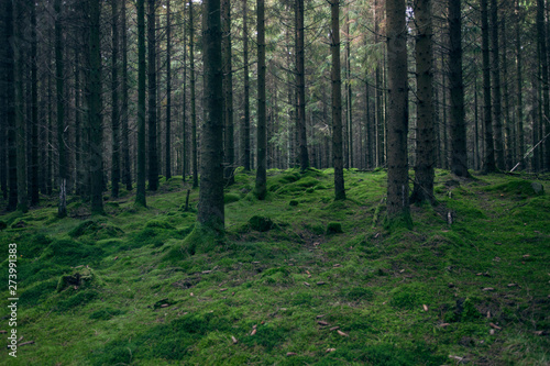 Fir-trees in mossy forest