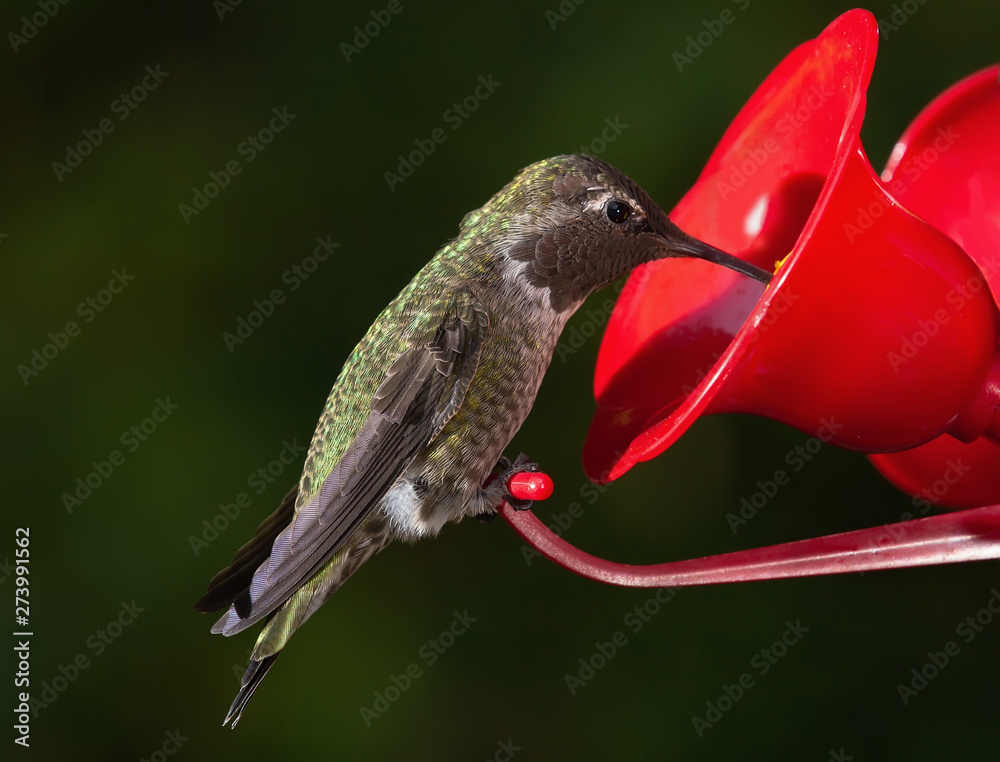 Fototapeta premium Ruby Throated Hummingbird female feeding from the feeder.