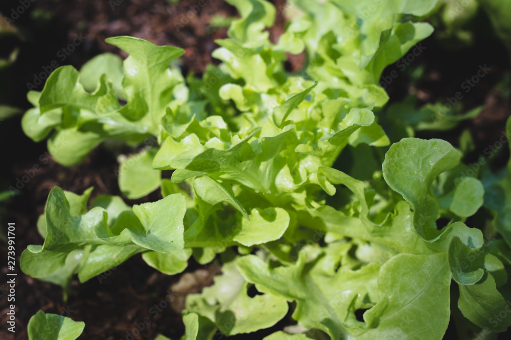 organic green oak leaf salad on oraganic vegetables salad food background organic green oak leaf salad on oraganic vegetables salad food background
