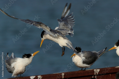 Obraz na płótnie Crested Terns at Apollo Bay