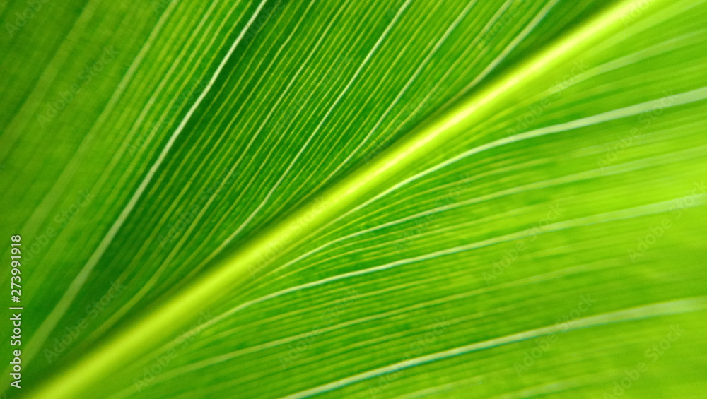 Close up green leaf texture Close up green leaf texture