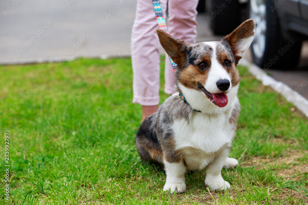 Dog breed Welsh Corgi Cardigan