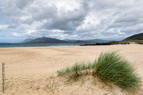 Dune Grass on a Beach