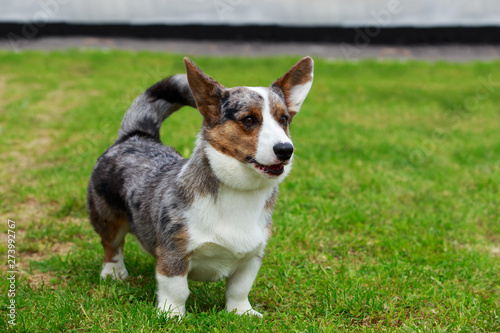 Dog breed Welsh Corgi Cardigan