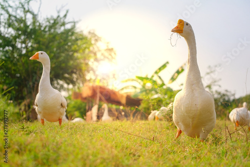 White ducks walk in the garden. © subinpumsom
