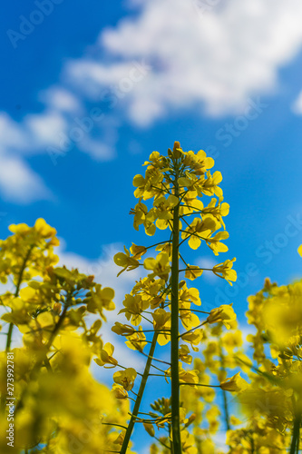 Blooming rapeseed field under a blue sky