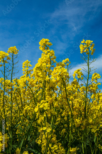 Blooming rapeseed field under a blue sky