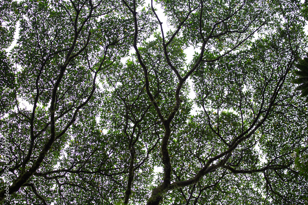 Trees National Park of Arenal Volcano in Costa Rica