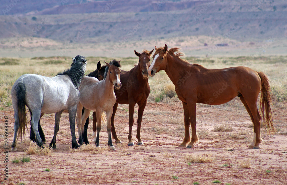 Wild horse pack having conversation and the plan for the day