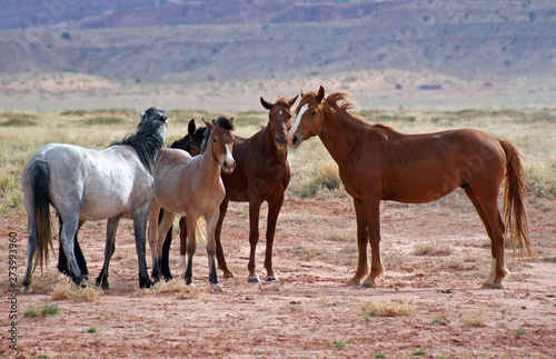 Wild horse pack having conversation and the plan for the day