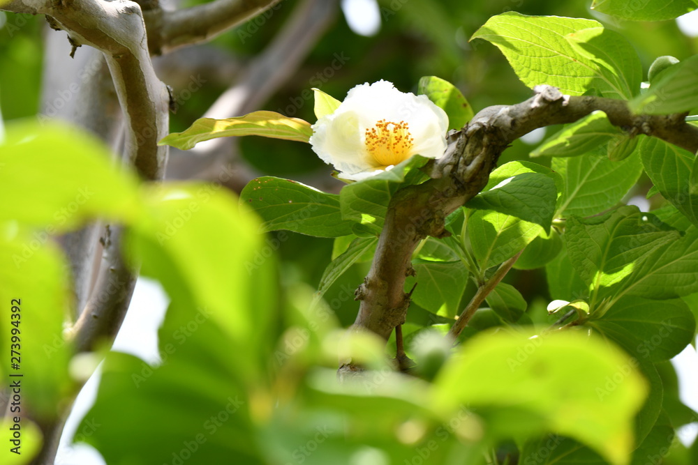 Obraz premium シャラノキ